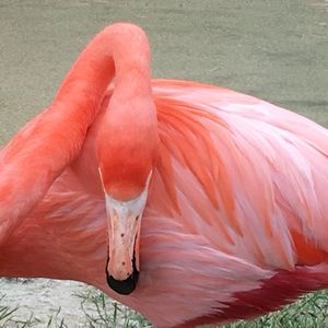 Meet your Posher, Gina